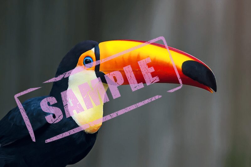 Life of a penguine