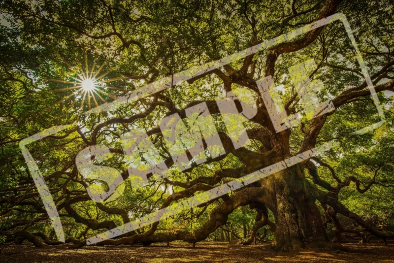 Tree jungle