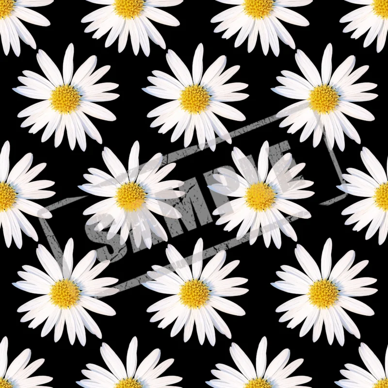White sunflower
